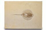 Fossil Male Stingray (Heliobatis) - Museum Quality Specimen #313917-1